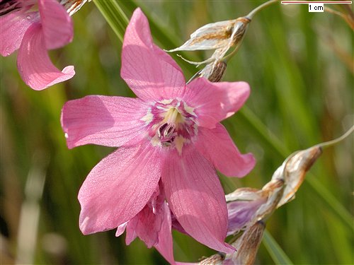 Dierama dracomontanum, Angel's Fishing Rod (dracomontanum) (alien) Dierama dracomontanum