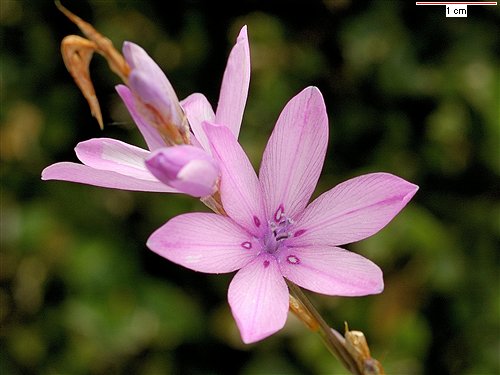 Dierama erectum, Angel's Fishing Rod (erectum) (alien) Dierama erectum