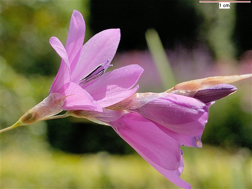 Dierama galpinii, Angel's Fishing Rod (galpinii) (alien) Dierama galpinii