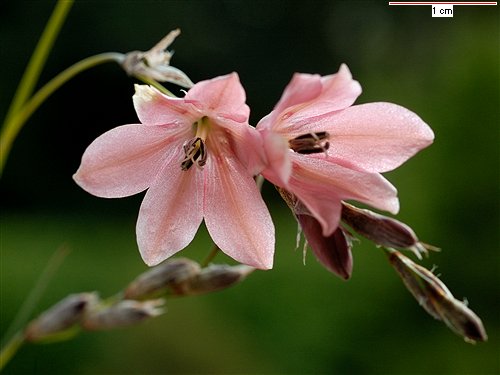 Dierama igneum, Angel's Fishing Rod (igneum) (alien) Dierama igneum