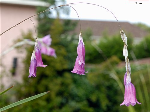 Dierama mossii, Angel's Fishing Rod (mossii) (alien) Dierama mossii