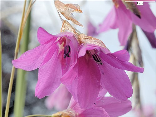 Dierama pauciflorum, Angel's Fishing Rod (pauciflorum) (alien) Dierama pauciflorum