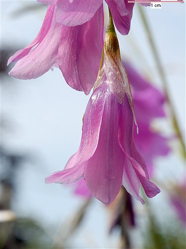 Dierama trichorhizum, Angel's Fishing Rod (trichorhizum) (alien) Dierama trichorhizum