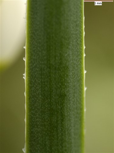 Showing parts of the flower in different species, Leucojum aestivum subsp. aestivum