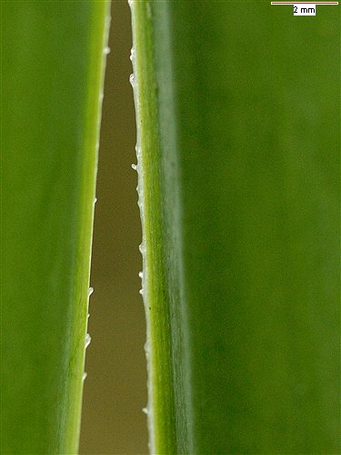 Showing parts of the flower in different species, Leucojum aestivum subsp. aestivum