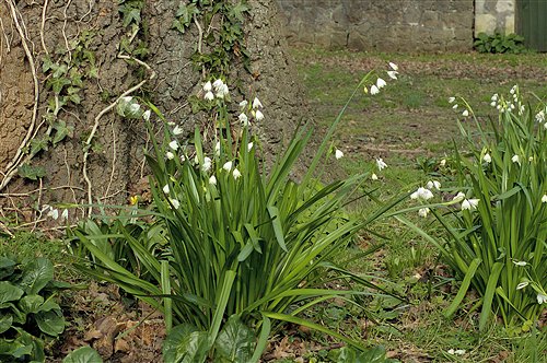 Wild flowers of the UK, Leucojum aestivum