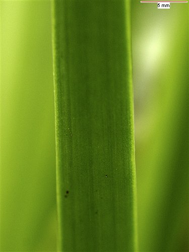 Showing parts of the flower in different species, Leucojum aestivum subsp. pulchellum