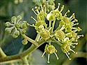 Hedera helix