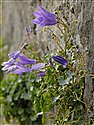 Campanula portenschlagiana
