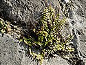 Asplenium trichomanes