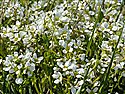English Scurvygrass