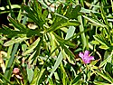 Long-stalked Crane's-bill