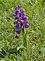 Green-winged Orchid