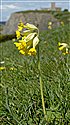 Cowslip