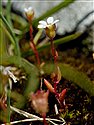 Rue-leaved Saxifrage