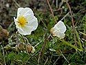White Rock-rose