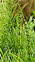 Marsh Horsetail