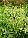 Wood Horsetail