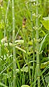 Water Horsetail