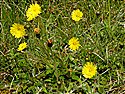 Mouse-ear-hawkweed