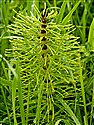 Field Horsetail