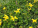 Common Bird's-foot-trefoil