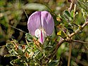 Common Restharrow