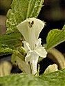White Dead-nettle