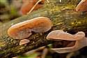 Jew's Ear Fungus