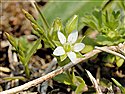 Thyme-leaved Sandwort