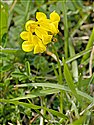 Horseshoe Vetch