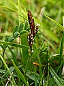 Spring-sedge