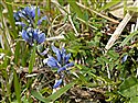 Chalk Milkwort