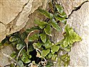 Sea Spleenwort