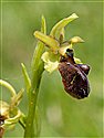 Early Spider-orchid