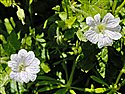 Pencilled Crane's-bill