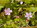 Shining Crane's-bill