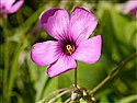 Pink-sorrel