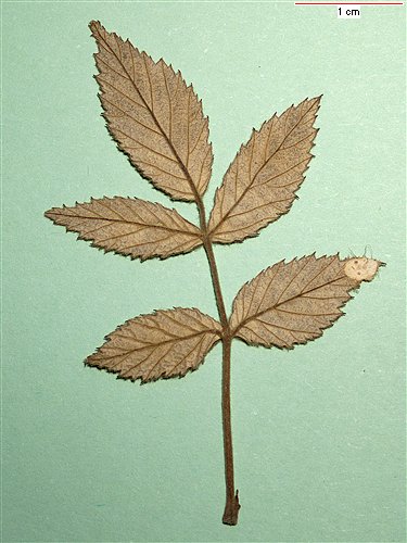 Old leaf 4