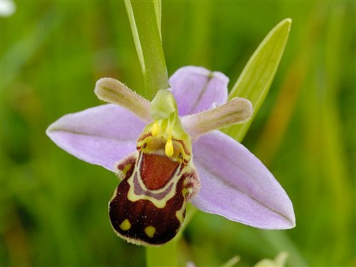 Wild flowers of the UK, Ophrys apifera