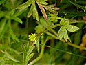 Small-flowered Buttercup