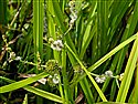 Branched Bur-reed