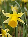 Narcissus pseudonarcissus subsp. pseudonarcissus